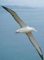 Albatross