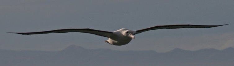 Albatross