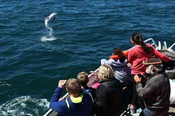 Dusky Dolphin Leap