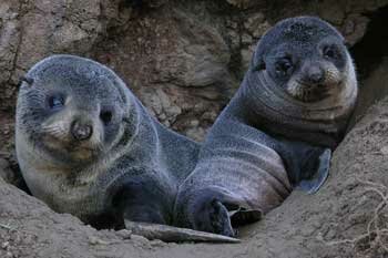 Furseal Pups