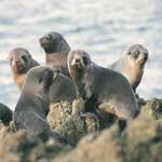 Seals