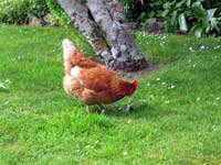 Crabapple Hens