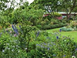 Hereweka garden