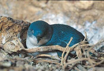 Little Blue Penguin