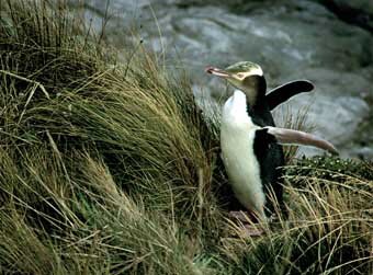 Penguin flip