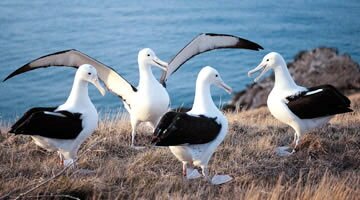 Royal Albatross