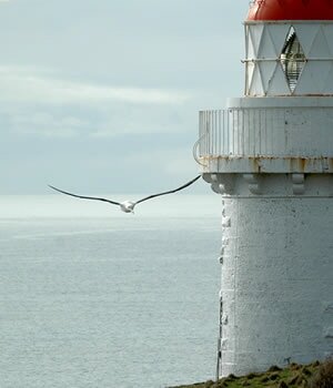 Royal Albatross Lighthouse