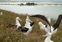 Royal Albatross Centre