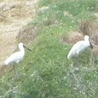 Royal Spoonbill