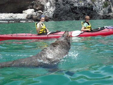 SeaLion Kayak