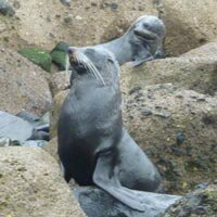 Seals On Rock