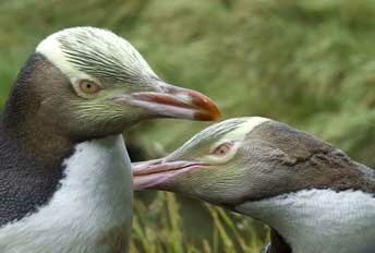 Yellow Eyed Penguins