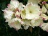 Porterfields Rhododendron