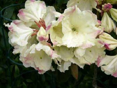 Porterfields Rhododendron