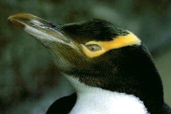 Yellow Eyed Penguin