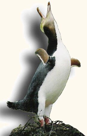 Yellow-eyed Penguin