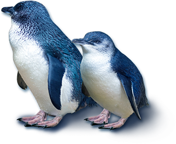 Blue Penguins