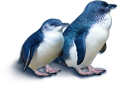 Little Blue Penguins