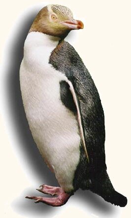 Yellow-eyed Penguin