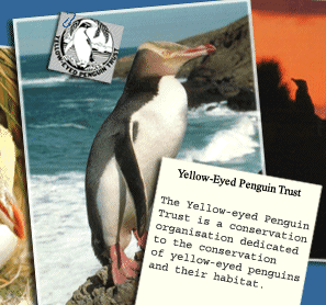 Yellow Eyed Penguin Trust