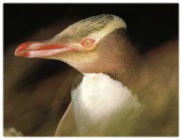 Yellow Eyed Penguin Trust