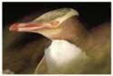 Yellow Eyed Penguin Trust